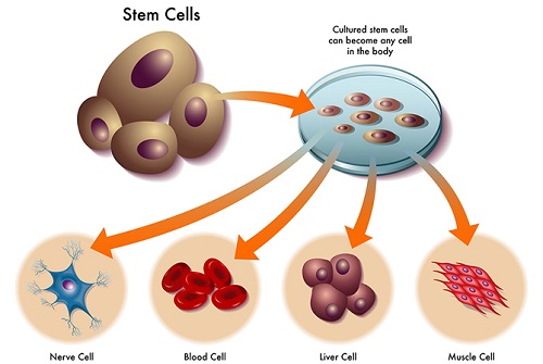 Tế bào gốc lấy từ đâu, chữa được những bệnh gì? 5 công dụng bất ngờ 3